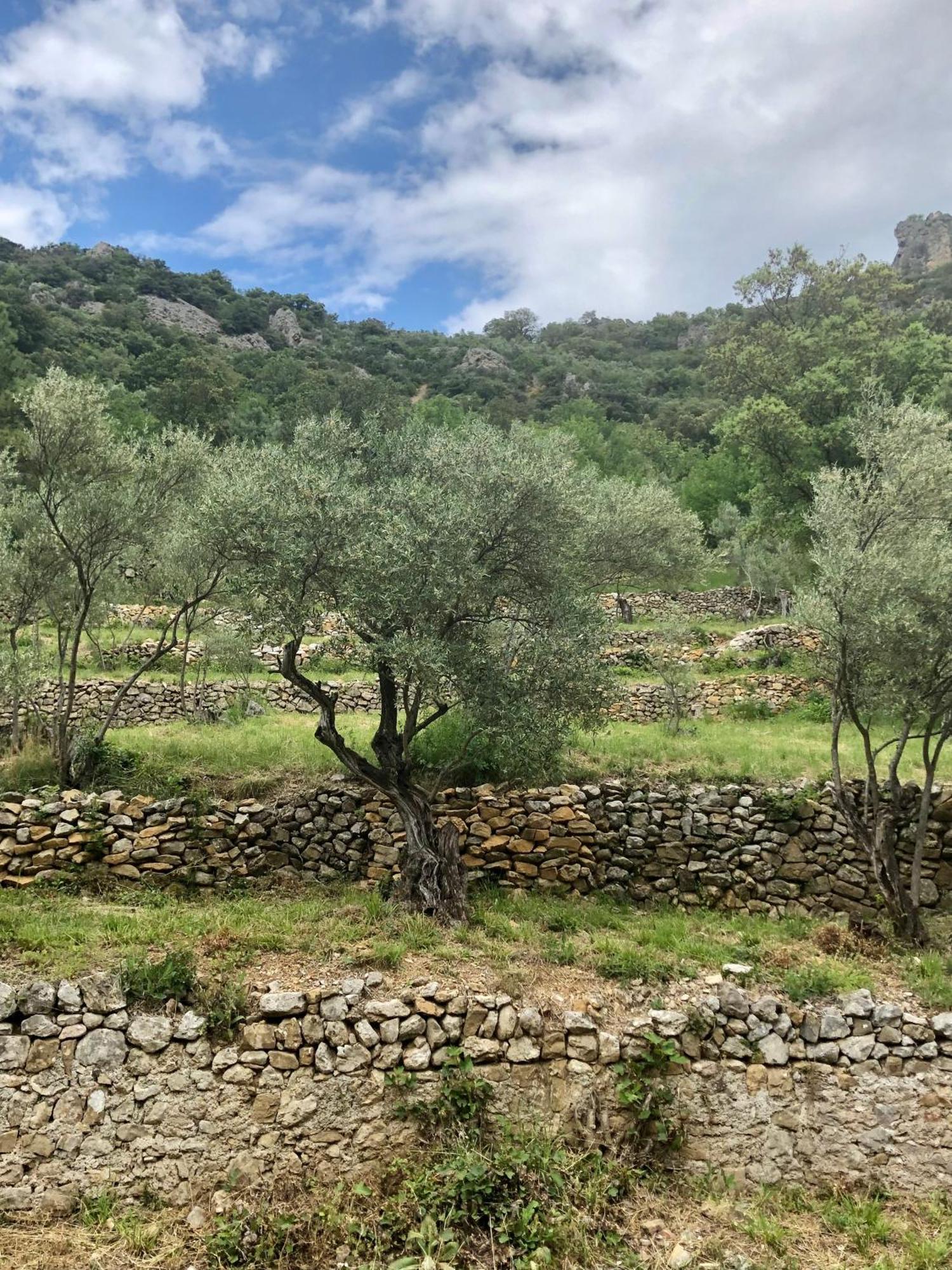 Charmante Maison A Saint Guilhem Le Desert Exterior photo
